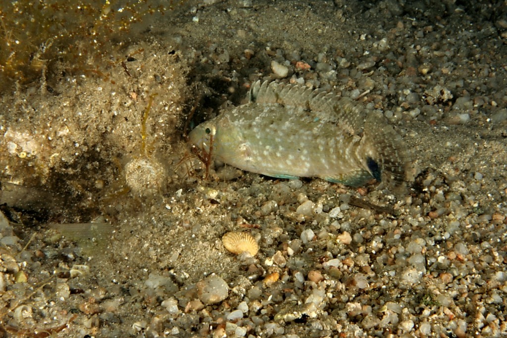 Labride (Symphodus cinereus)